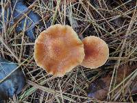 Cystoderma amianthinum image