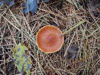 Cystoderma amianthinum image