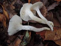 Hygrophorus occidentalis image