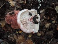 Hygrophorus russula image