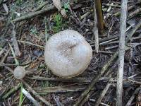 Hygrophorus pustulatus image