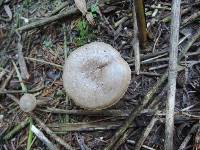 Hygrophorus pustulatus image