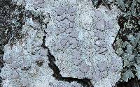 Lecanora albella image