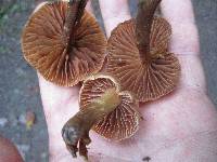 Cortinarius distans image