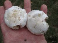 Tricholoma subresplendens image