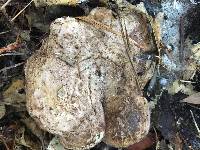 Sarcodon imbricatus image