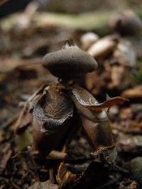 Geastrum fornicatum image