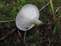 Hygrophorus pustulatus image