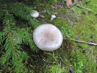 Hygrophorus pustulatus image