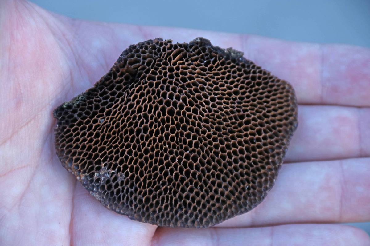 Daedaleopsis nitida image