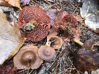 Cortinarius semisanguineus image
