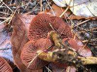 Cortinarius semisanguineus image