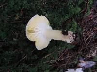 Tricholoma davisiae image