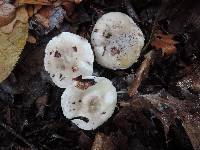 Hygrophorus occidentalis image