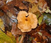 Cantharellus ignicolor image