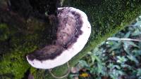 Ganoderma australe image