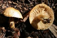 Tricholoma odorum image