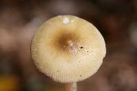 Amanita sect. Vaginatae image