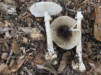 Amanita brunnescens image