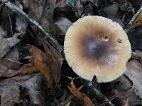 Amanita amerifulva image