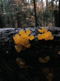 Dacryopinax spathularia image