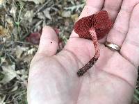 Cortinarius marylandensis image