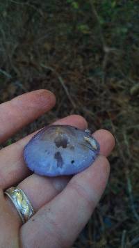 Cortinarius iodes image