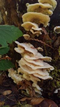 Merulius tremellosus image