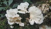 Pleurotus djamor image