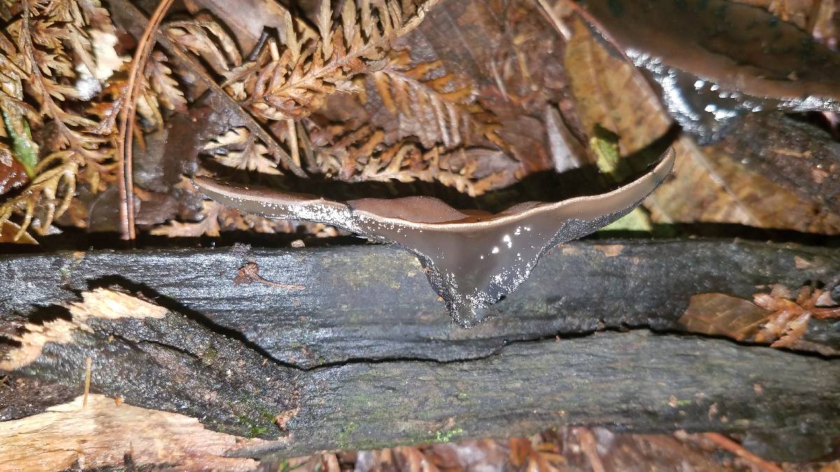 Sarcosoma mexicanum image