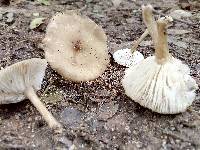 Marasmius nigrodiscus image