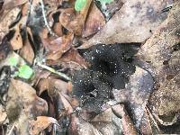Craterellus fallax image
