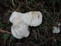 Clitocybe hygrophoroides image