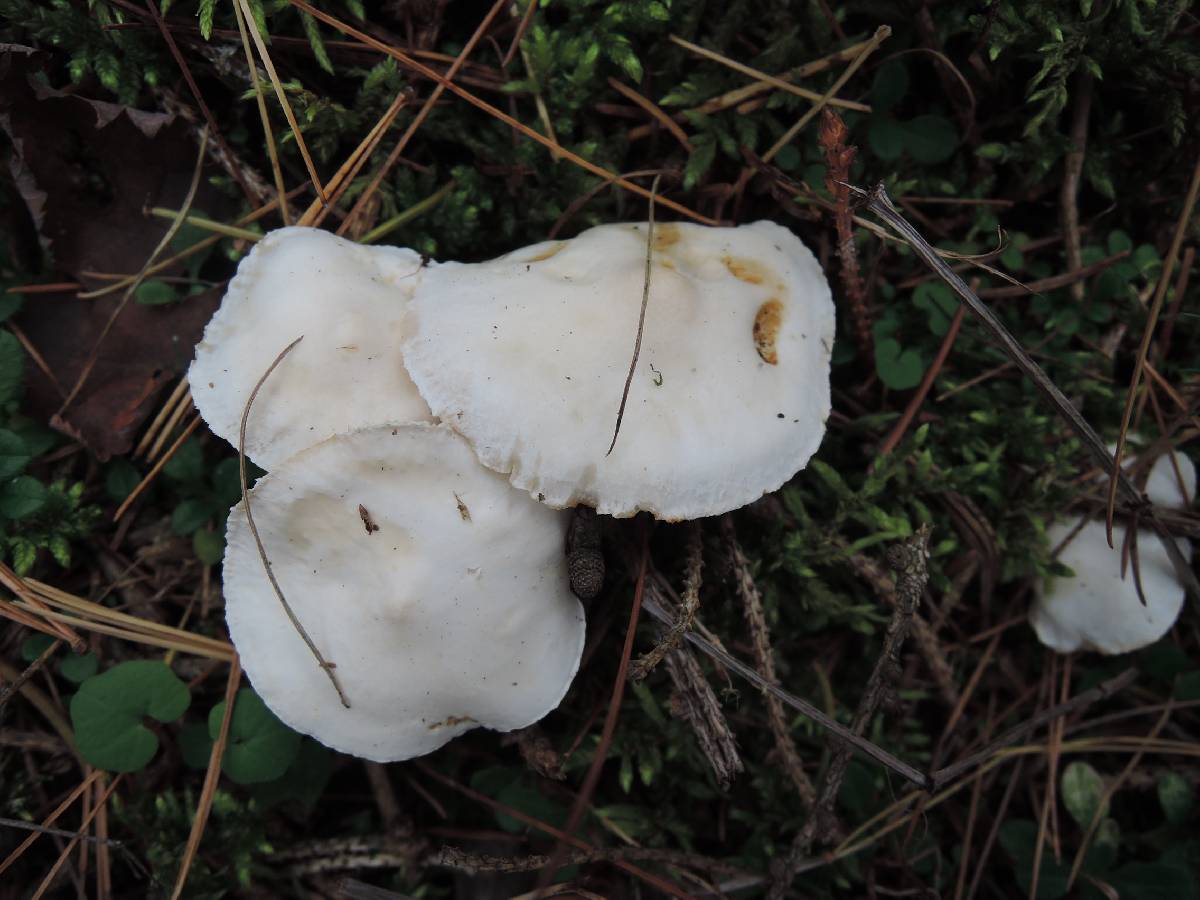 Clitocybe hygrophoroides image