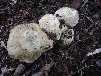 Tricholoma aestuans image