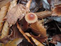 Mycena atkinsoniana image