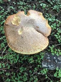 Suillus caerulescens image