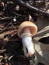 Cortinarius caperatus image