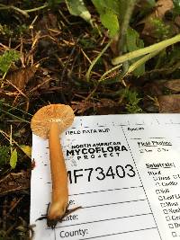 Lactarius subflammeus image