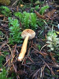 Lactarius subflammeus image