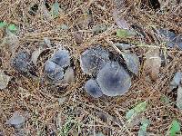 Tricholoma terreum image