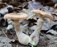 Armillaria gallica image