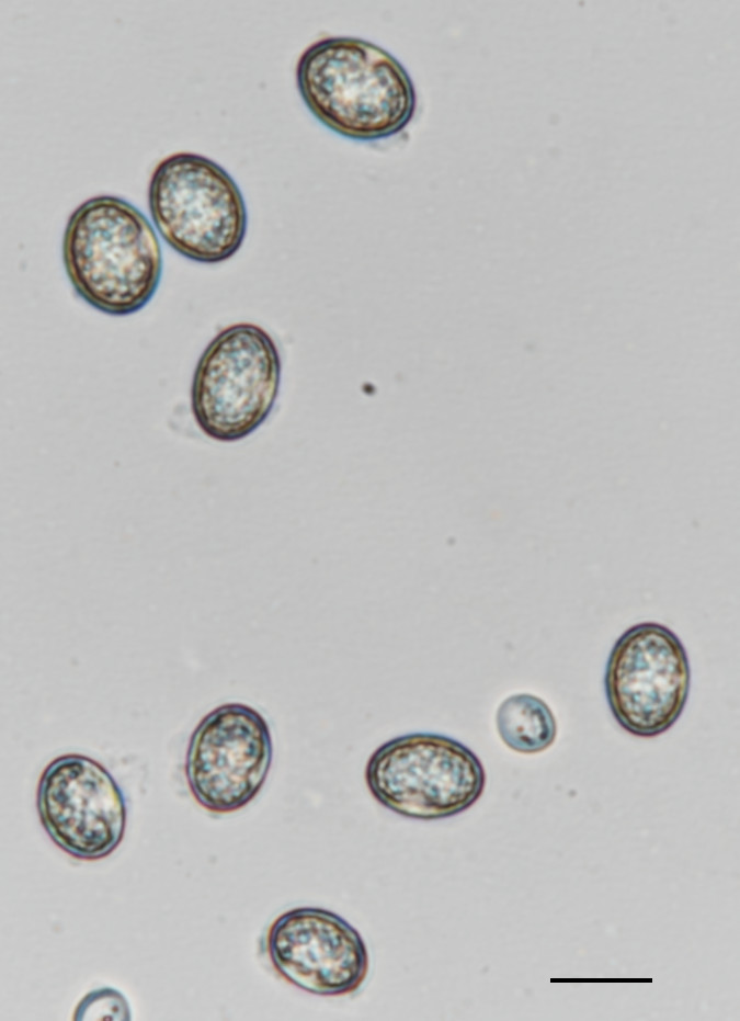 Scutellinia olivascens image