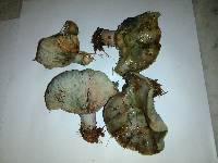 Lactarius paradoxus image