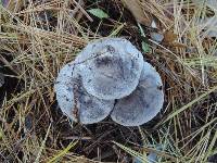 Tricholoma terreum image