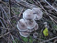 Tricholoma scalpturatum image