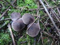 Tricholoma scalpturatum image