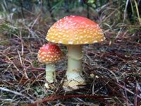 Amanita persicina image