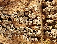 Xylobolus frustulatus image