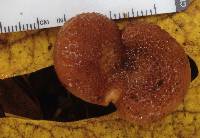 Armillaria sinapina image